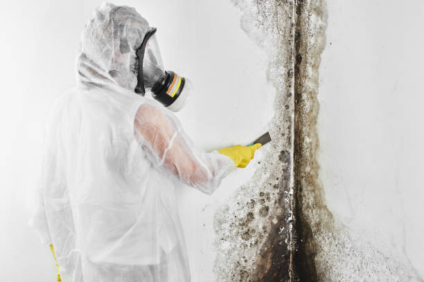 Mold Removal and Inspection in Cos Co, CT