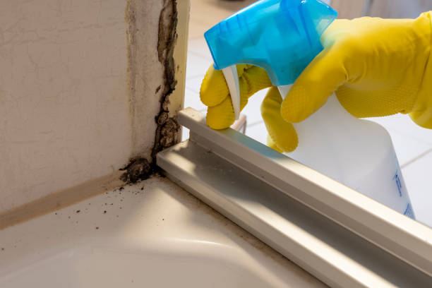 Certified Mold Removal in Cos Co, CT